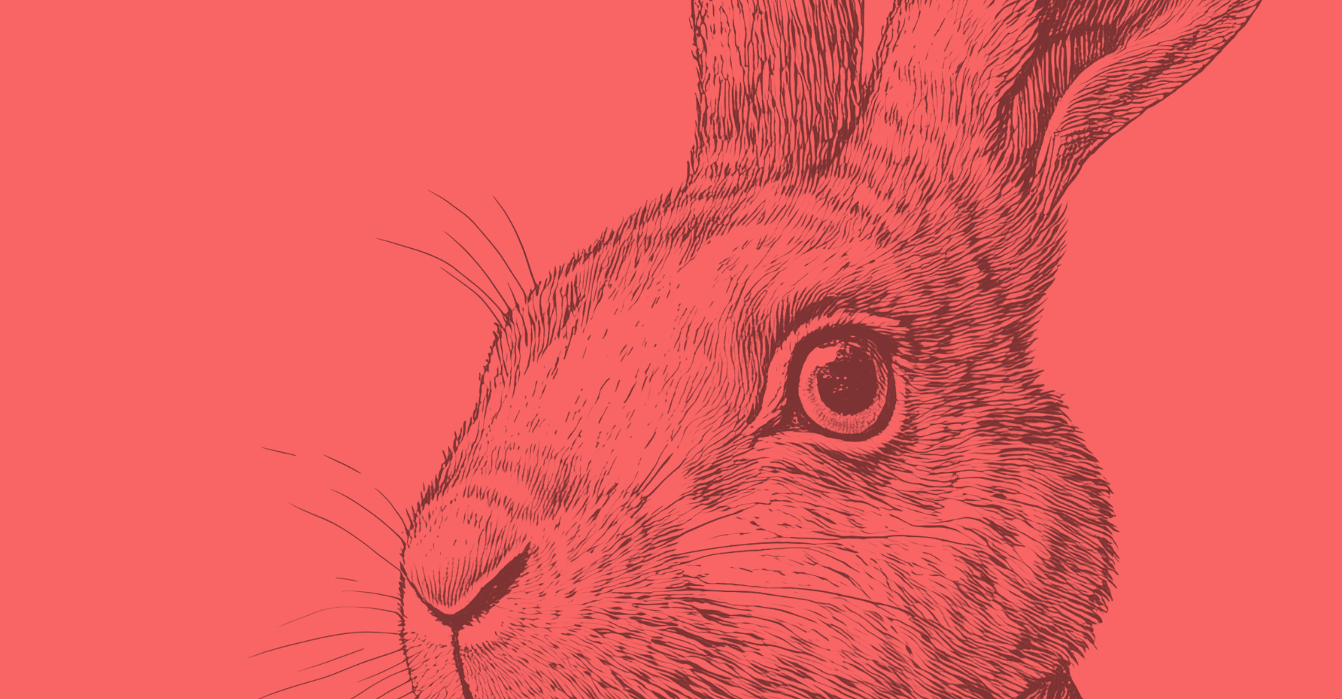 Welcome to the rabbit hole